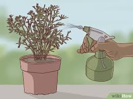 Is my asparagus fern dead. How To Care For An Asparagus Fern 12 Steps With Pictures