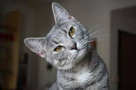 How To Know If A Cat Is Sterilized Neutered Or Spayed So, two or more unneutered male cats in an unneutered male cat in your house can be a messy business. how to know if a cat is sterilized