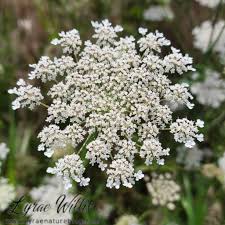 Image result for Apiaceae