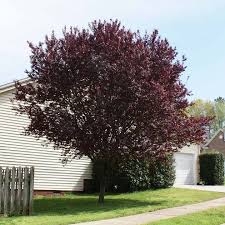 Check spelling or type a new query. Krauter Vesuvius Flowering Plum Trees For Sale Brighterblooms Com