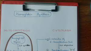 Hemoglobin Synthesis Biochemistry Handwritten Notes
