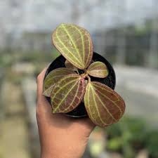 Image result for Mostuea microphylla