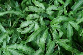 Image result for Pteris cretica