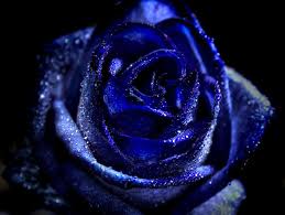 35 Amazing Hdr Photos Blue Roses Beautiful Rose Flowers Blue Rose