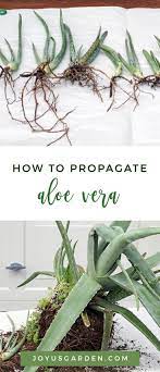 Aloe Vera Propagation How To Remove Pups From The Mother Plant Propagate Aloe Vera Mother Plant Aloe Plant