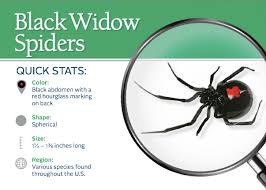 Bleach and vinegar can both kill mold, but vinegar is much more effective for removing mold from porous materials. How To Get Rid Of Black Widows Unugtp