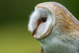 Barn Owl side profile : rSuperbowl