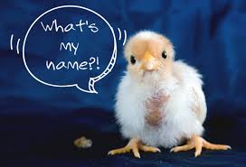 100 Creative Names For Your Chicken Pethelpful By Fellow Animal Lovers And Experts Birds · 1 decade ago. 100 creative names for your chicken