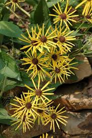 Image result for Sebaea sedoides