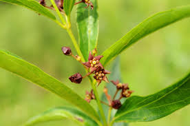 Image result for Vincetoxicum apiculatum