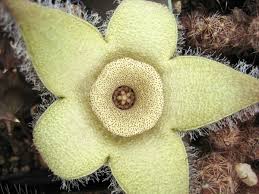Image result for Orbea rogersii
