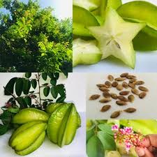 Image result for Averrhoa carambola