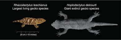 Image result for Holothrix pleistodactyla