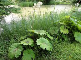 Das Tafelblatt Astilboides Tabularis Erzeugt Mit Seinen Grossen Runden Blattern Perfekt Urig Exotische Wald Stimmungen Pflanzen Gartenpflanzen Exotische