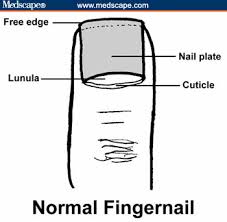 Examining The Fingernails When Evaluating Presenting