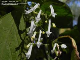 Image result for Isodon