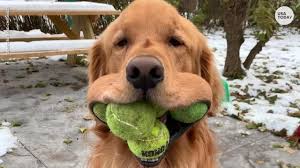 Golden retriever puppies for sale $500nice pup out of our champion male and a nice female. Golden Retriever Dog Fits 6 Tennis Balls In Mouth Beating World Record