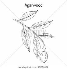 Base notes are agarwood (oud), tobacco, olibanum, cotton candy and caramel. Agarwood Aloeswood Vector Photo Free Trial Bigstock
