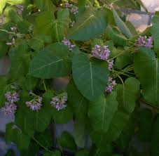 Image result for Cynanchum orangeanum