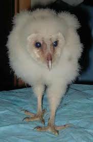 Baby birds from hairless to fluffy. What To Do With An Injured Or Baby Bird