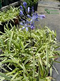 Image result for Agapanthus codii