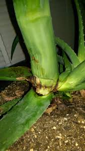Still plenty of healthy(?) root left. Indoor Potted Aloe Problem Broken Rotting Stem Helpfulgardener Com