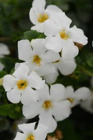 Image result for Bacopa