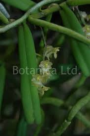 Image result for Rhipidoglossum