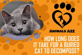 By 50 years in, your tissues will have liquefied and disappeared, leaving behind mummified skin and tendons. How Long Does It Take For A Cat To Decompose Detailed Answer