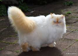 Red Point Himalayan Cat This Was What My Cat Used Look Like However He Was A Tank When You Picked Him Up Just Mussel Pe Himalayan Cat Cute Cats Cute Animals