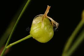 Image result for Anthericaceae