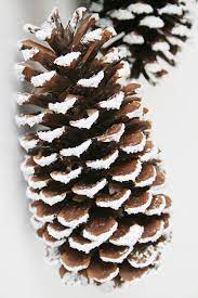 Pinecones will give your big day a stunning natural and rustic touch! Breathtaking Frosted Pinecone Decor Pine Cone Decorations Winter Wonderland Theme Winter Wonderland Party
