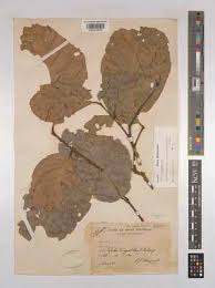 Image result for Glenniea