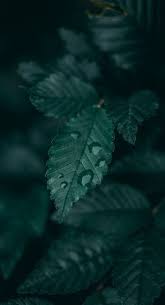Trendy Photography Nature Dark Woods 44 Ideas Dark Green Wallpaper Leaf Photography Green Aesthetic