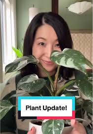 White Ice Princess Philodendron Care