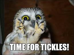 Owl Meme Omg Amino