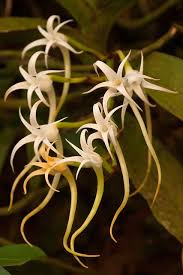 Image result for Cyrtorchis arcuata