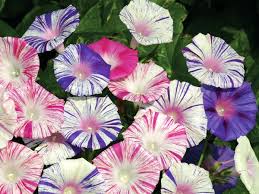 Carnevale Di Venezia Morning Glory Morning Glory Flowers Morning Glory Seeds Flower Seeds