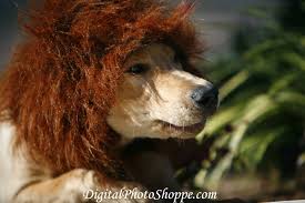 We did not find results for: How To Make Your Own Dog Costume Puppy In Training