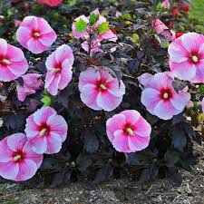 Check spelling or type a new query. Hibiscus Starry Starry Night White Flower Farm Hardy Hibiscus Hibiscus Plant