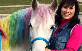 Chamberlin pony rides & mobile petting zoo. Chamberlin Pony Rides Mobile Petting Zoo Alignable