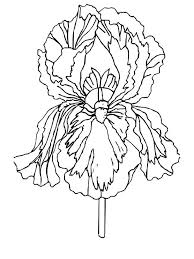Search through 52281 colorings, dot to dots, tutorials and silhouettes. Iris Flower Coloring Pages Download And Print Iris Flower Coloring Pages