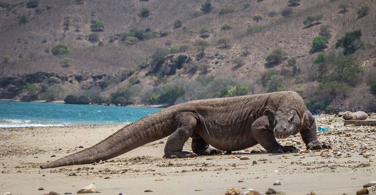 Resultado de imagen de Komodo