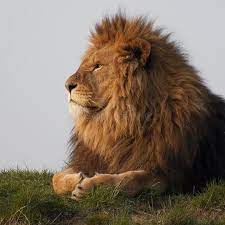 Majestic Lion A Majestic Lion Surveying His Territory Ad Lion Majestic Majestic Territory Surveying Ad Lion Lions Photos African Lion