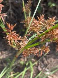 Image result for Pycreus flavidus