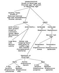 bacillus flowchart gram negative bacilli identification