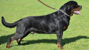 Our breeding parents are all health certified by ofa (orthopedic foundation for animals). German Rottweiler For Sale In Washington King Rottweilers