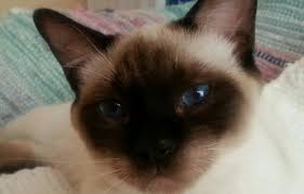 I would love the opportunity to introduce you to this exceptional breed and help you find your new best friend&perio. Traditional Applehead Siamese Cats And Kittens Breeder Diane Dunaway Pure Bred Siamese For Sale