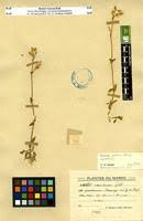 Image result for Cerastium octandrum