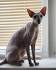 PETERBALD BREEDER - www.heavenlyhairlesspeterbaldcat